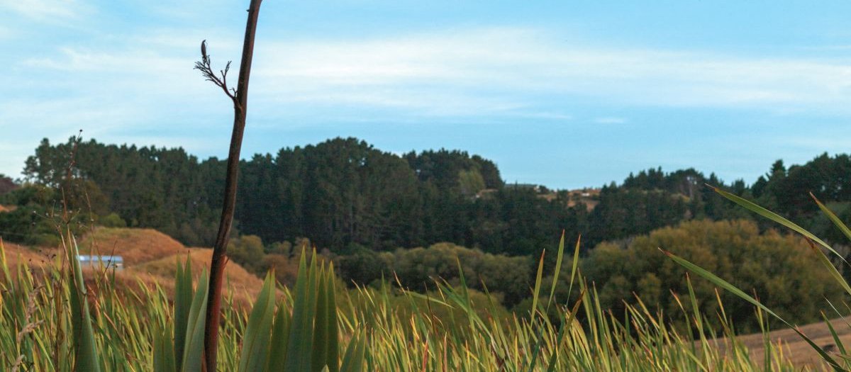 Waikato wetland replanted