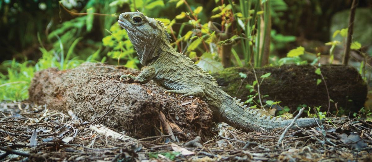 Lizard