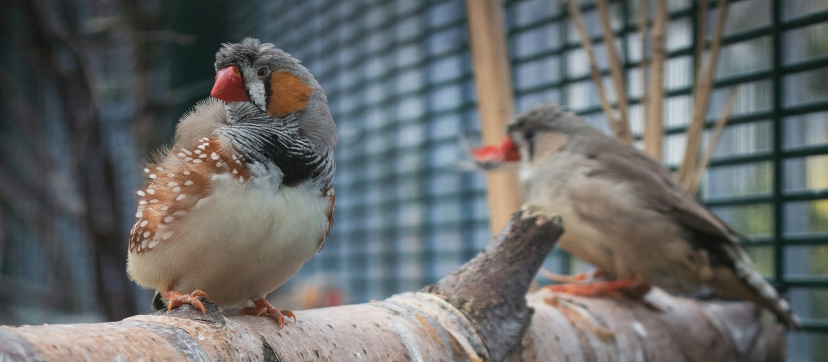 Birds