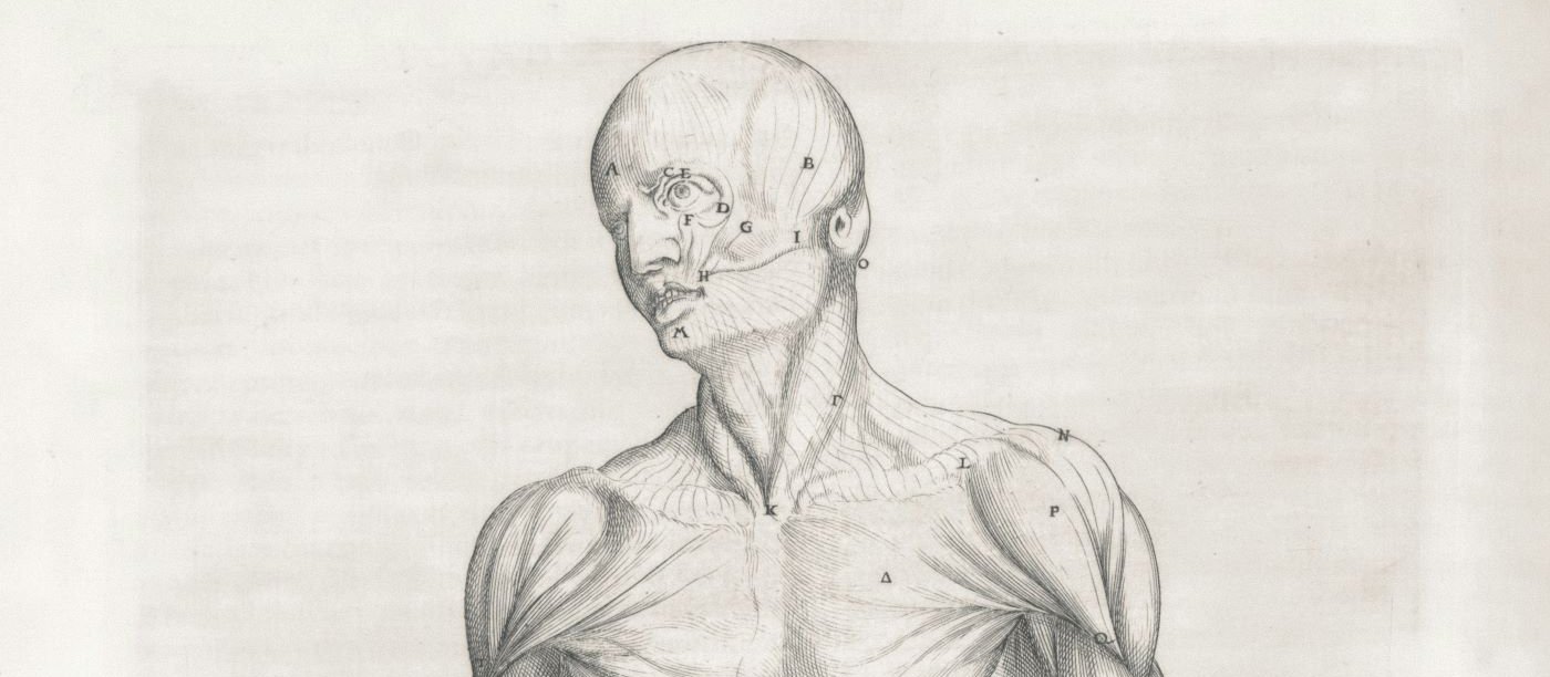 Man, drawing, biology, textbook