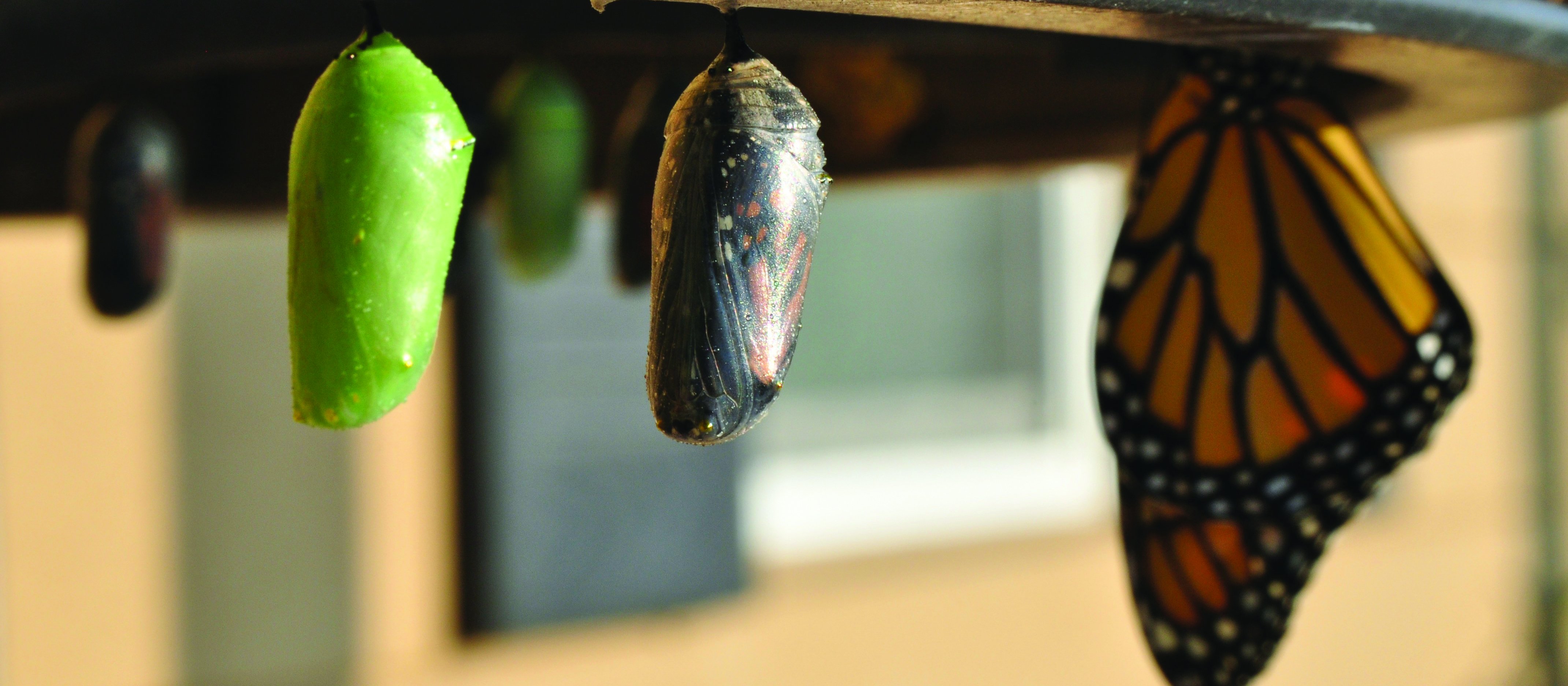 Monarch butterfly chrysalis CR Suzanne D. Williams on Unsplash