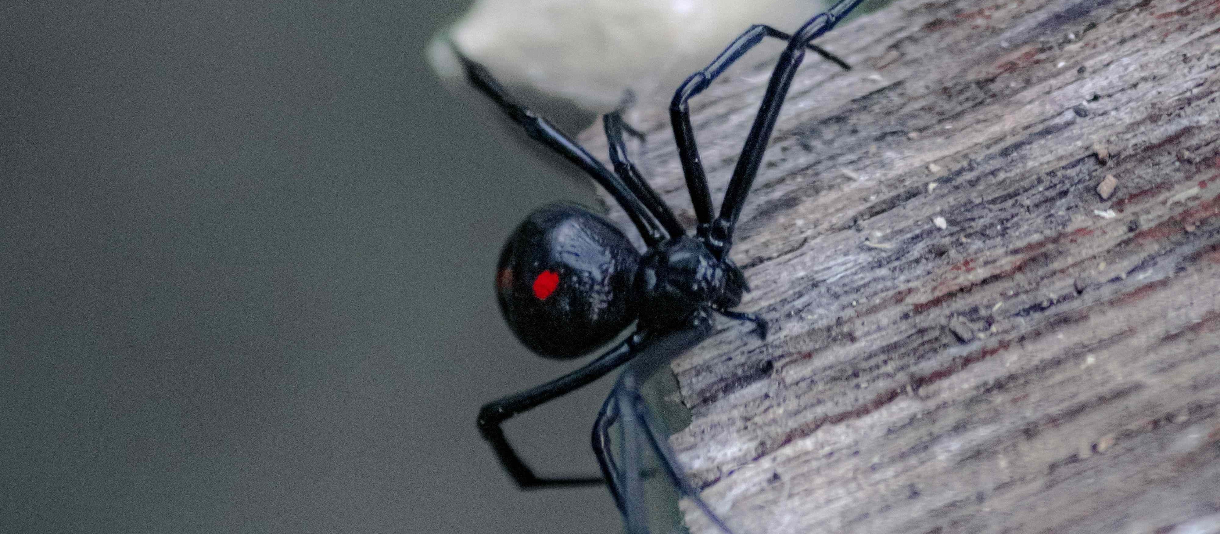 Black Widow Tom Sid on Unsplash