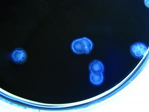 Campylobacter in petrie dish 