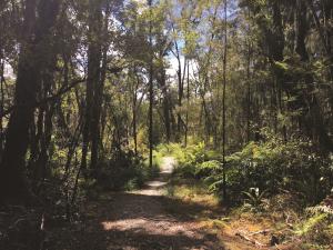 Path through the forest