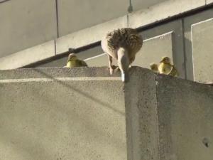 Duck rescue