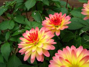 Dahlia