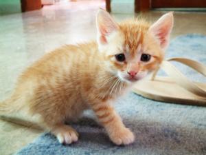 Kitten