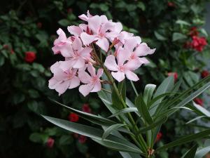 Oleander