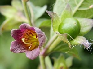 Deadly nightshade (belladonna) 