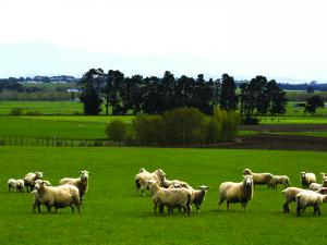 Sheep