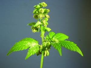 Hemp
