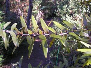 Kauri leaves, tree