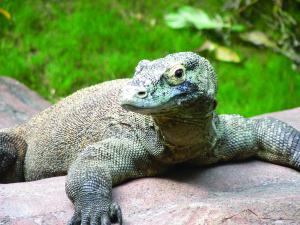 Komodo dragon