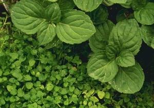 Peppermint