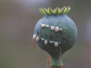 Poppy