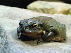 Froggy McToady