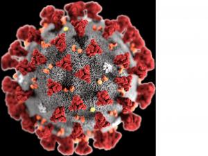 2019-nCoV Wuhan coronavirus. Photo / US Centers for Disease Control and Prevention