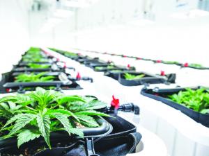 Cannabis in tubs