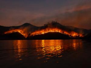Forest fire  [Sippakorn Yamkasikorn on Unsplash]