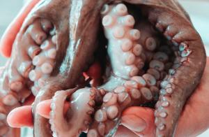 Octopus - Moritz Kindler on Unsplash