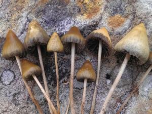 Magic-Mushrooms