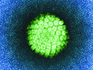 HPV virus