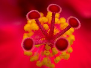 Magnified hibiscus flower_Michael Dziedzic on Unsplash