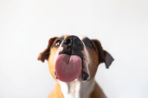 Dog licking 