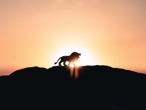 Lion_Roaring_Sunset_Cr_Ivan_Diaz_Unsplash.