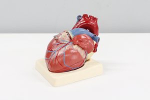 Human Heart_Ali Hajiluyi_Unsplash