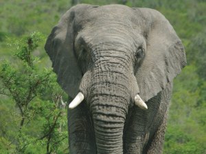Elephant CR KathyI on Unsplash