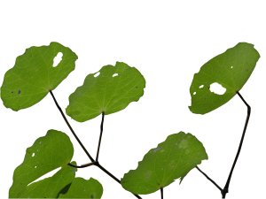 kawakawa leaves_clearcut.jpg