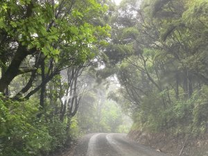 Forest_Road_Driving_Windscreen_IMG-7838.jpg