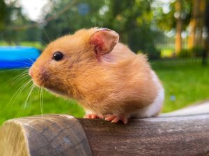 MAIN PHOTO Syrian Hamster CR Conny V iStock