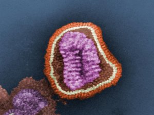 Influenza virus particle CDC
