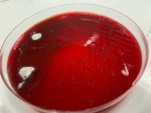 From the lab