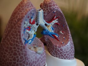 Lungs