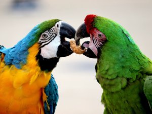 Parrots eating Credit Domenik Kowalewski on Unsplash