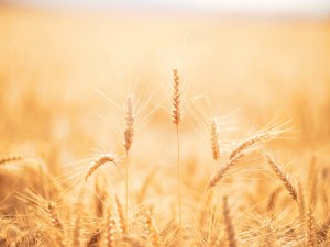 Wheat Field