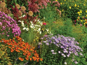 wildflower garden