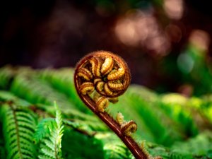 fern CR Kieran Somerville on Unsplash