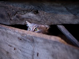 Cat eyes fence CR Nikola Barbutov