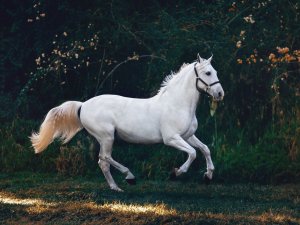 white horse CR Helena Lopes on Unsplash