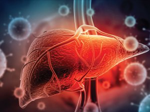 Liver