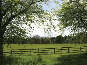 tree-framed paddock_CR_Trey Musk on Unsplash.jpg
