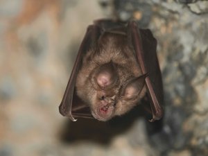 Bat Cave