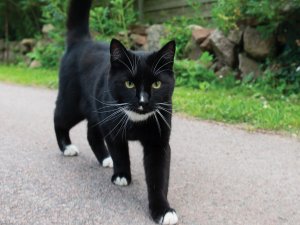Cat_ingarden_CR_Anders-Nord-on-Unsplash.jpg 