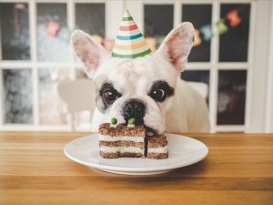 Dog_Cake_CR_gollykim_on_iStock.jpg 