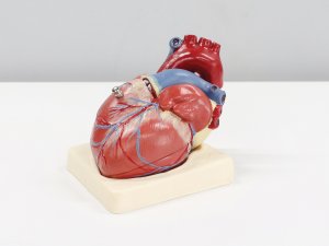 Heart_Model_CR_Ali_Hajiluyi_on_Unsplash.jpg 