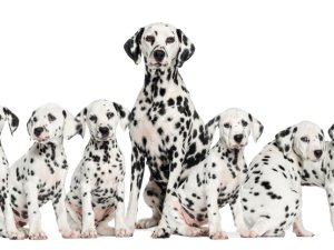 dalmations